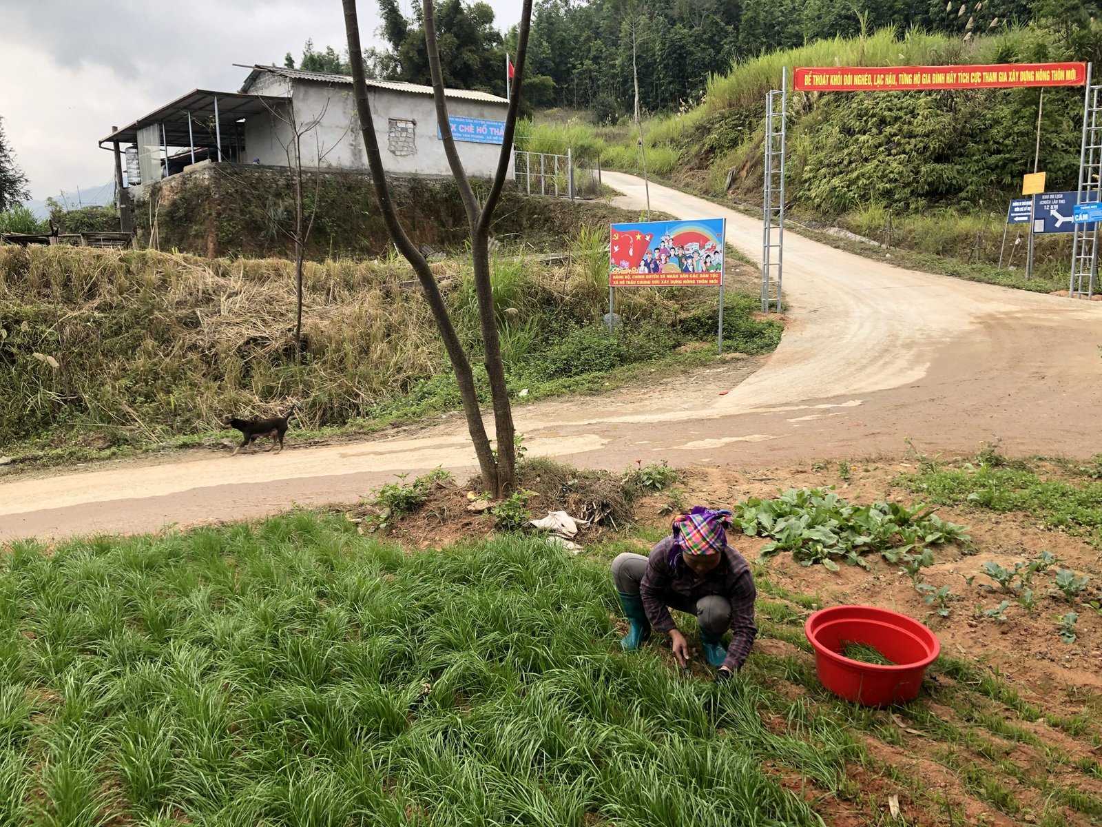 7-Day Hoang Su Phi Bike Trip: Terraced Rice Fields & Ethnic Village Immersion